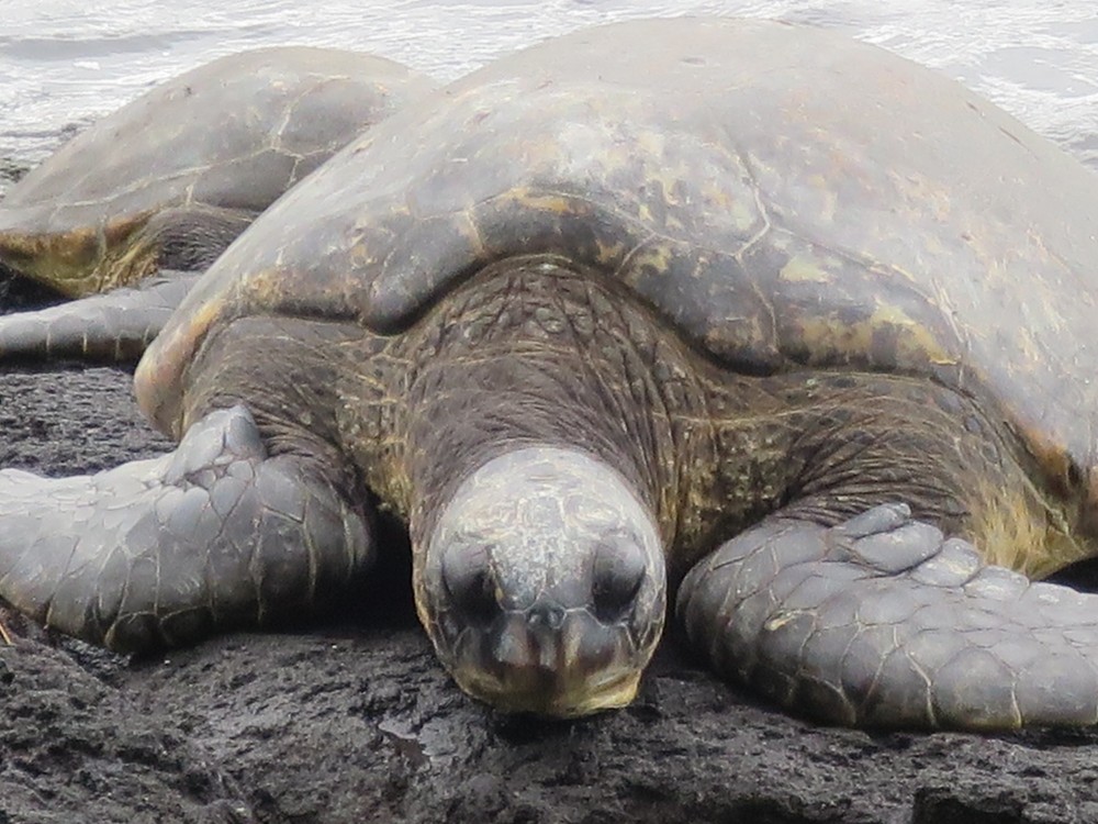 2020年1月23日(木)ガラパゴス報告会IN福岡
