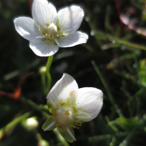 ｜アルプス｜スイス｜世界遺産｜スイス旅行＠ブループラネットツアー