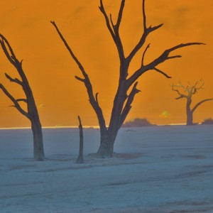 デッドフレイ|ナミブ砂漠|南部アフリカ旅行@ブループラネットツアー