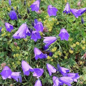 ホタルブクロ|アルプス|スイス|世界遺産|スイス旅行@ブループラネットツアー