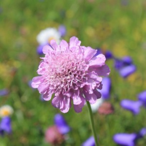 マツムシソウ|花|アルプス|スイス|世界遺産|スイス旅行@ブループラネットツアー