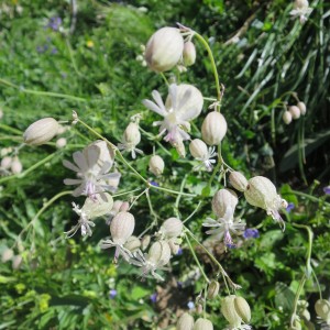 マンテマ|花|アルプス|スイス|世界遺産|スイス旅行@ブループラネットツアー