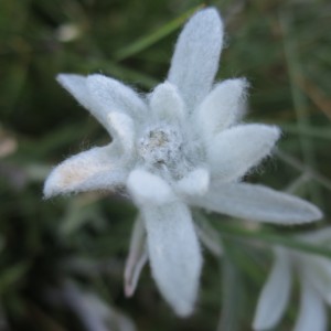 エーデルワイス|花|アルプス|スイス|世界遺産|スイス旅行@ブループラネットツアー