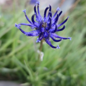 シャジン|花|アルプス|スイス|世界遺産|スイス旅行@ブループラネットツアー