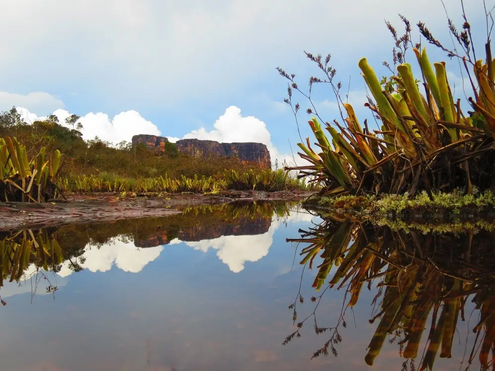水面に遠景の卓状台地が映る風景、手前には水辺の植物が茂る。
