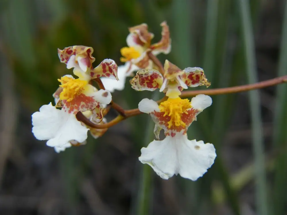 ギアナ高地に咲く、白と黄色に赤茶色の斑点を持つ蘭の花