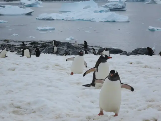 雪が積もる海岸へ次々と上陸するゼンツーペンギンの群れ