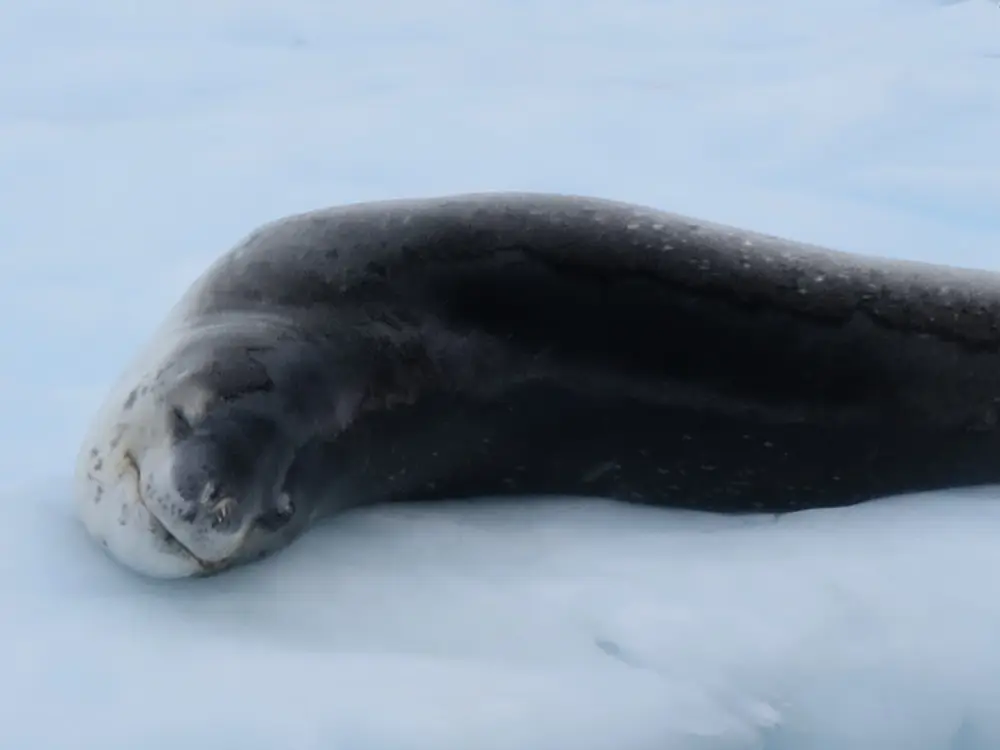 氷の上に体を横たえ休息するヒョウアザラシ