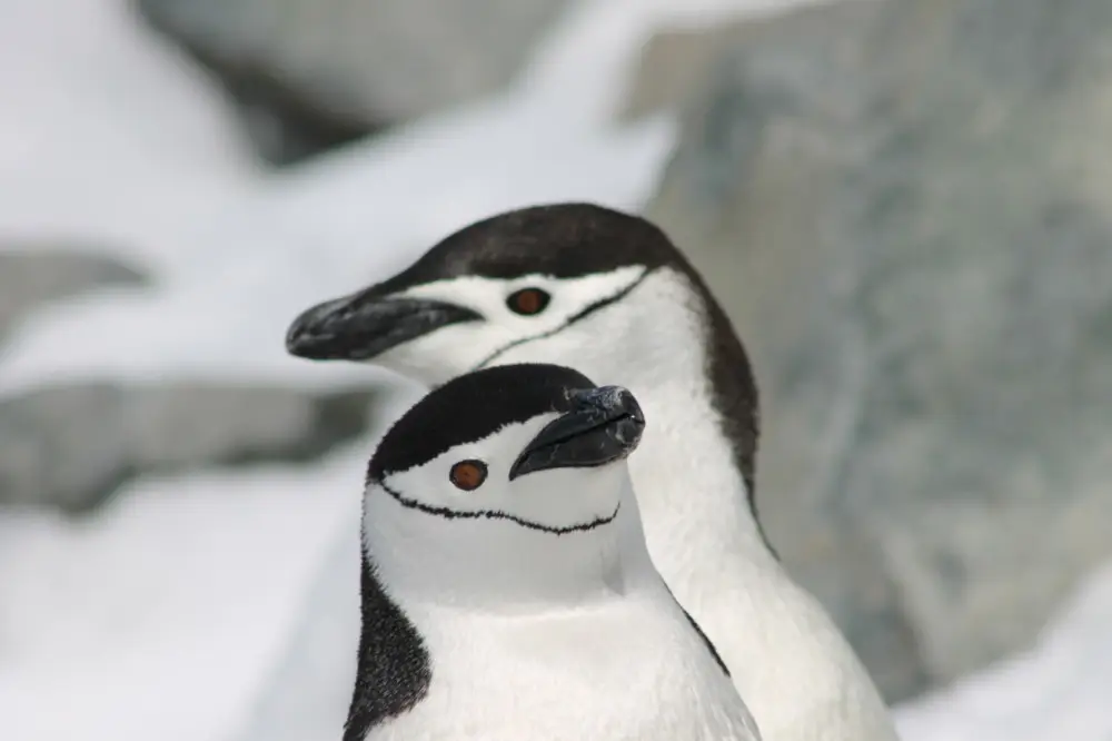 雪原に並び立つ2羽のヒゲペンギン