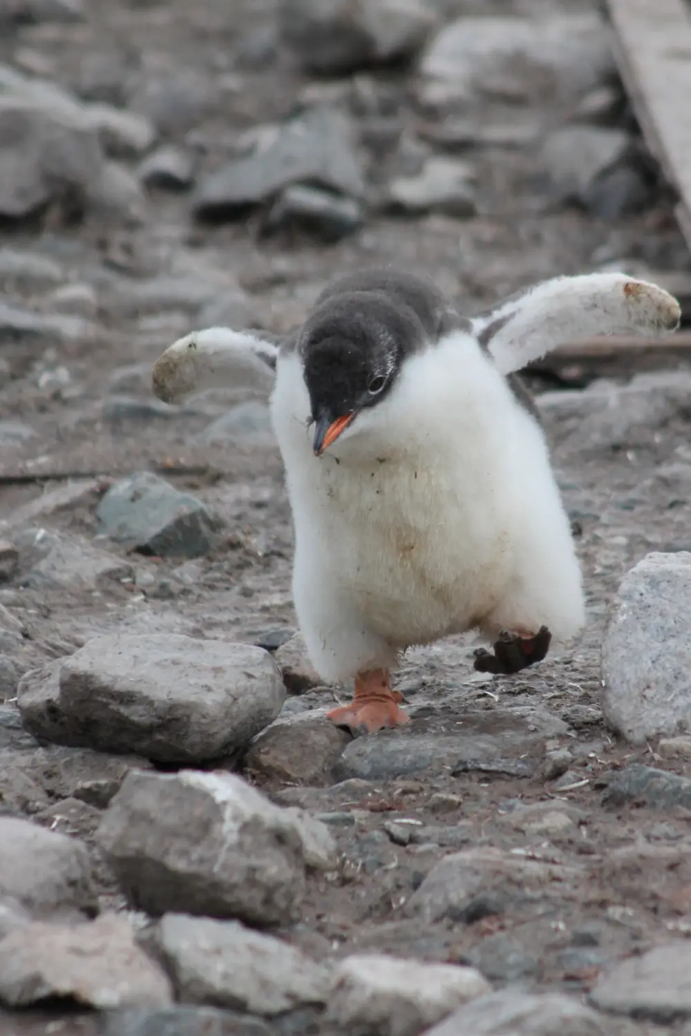 バランスを取りながら岩場を歩くゼンツーペンギンの雛