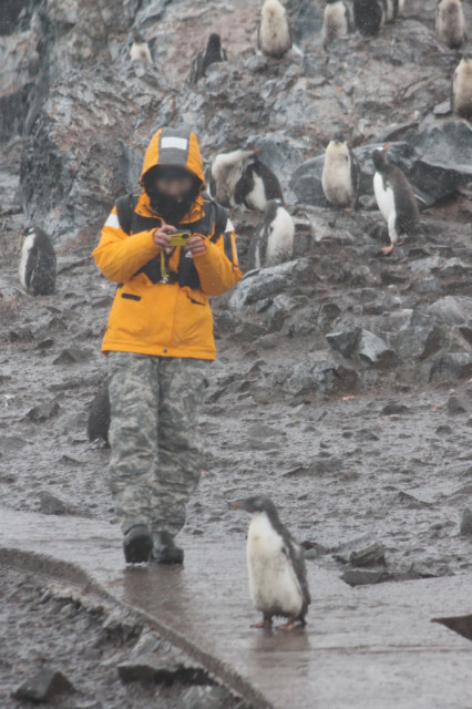 まじかでペンギンを撮影