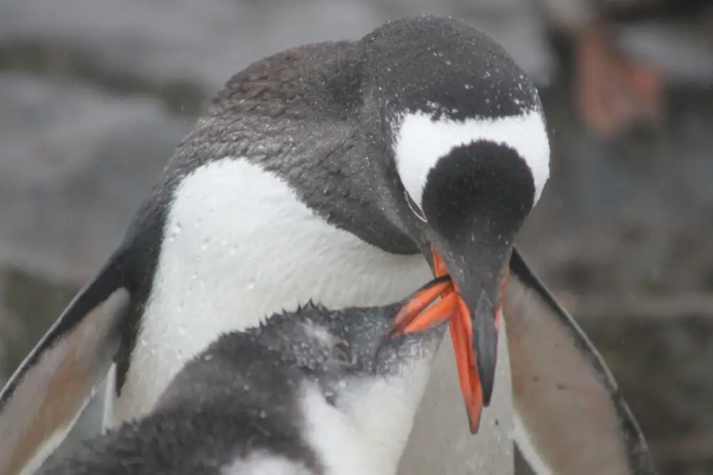 ゼンツーペンギンの親鳥が、くちばしで雛に餌を与えている瞬間。
