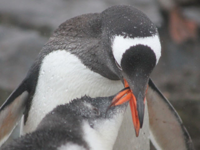 ペンギン