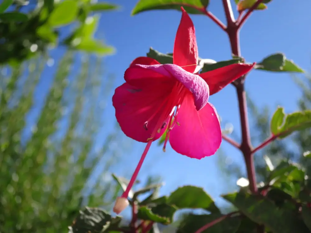 ペルーの国花、鮮やかなピンク色のカントゥーの花