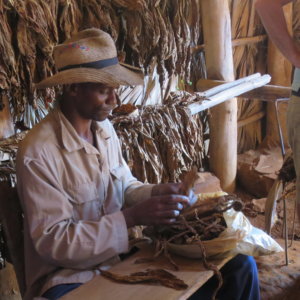 キューバの葉巻工場|メキシコ|キューバ・世界遺産旅行@ブループラネットツアー