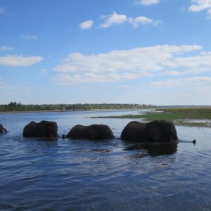 チョベ国立公園｜象｜南アフリカ旅行＠ブループラネットツアー