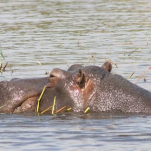 ボツワナ｜チョベ国立公園｜南部アフリカ旅行＠ブループラネットツアー