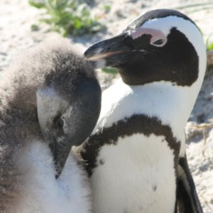 ボルダーズビーチ｜ケープペンギン｜南部アフリカ旅行＠ブループラネットツアー