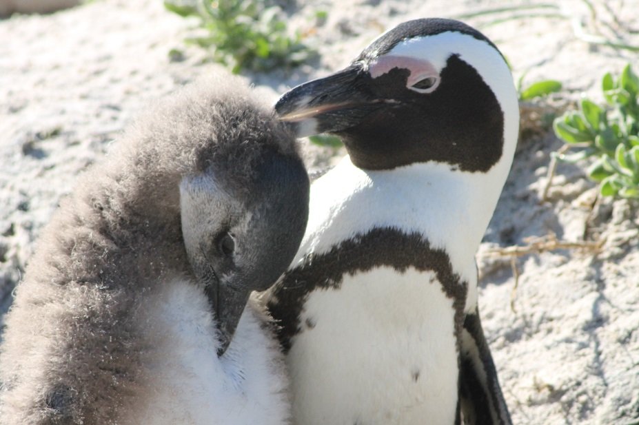 ボルダーズビーチ｜ケープペンギン｜南部アフリカ旅行＠ブループラネットツアー