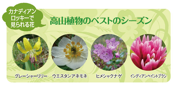 カナダの花