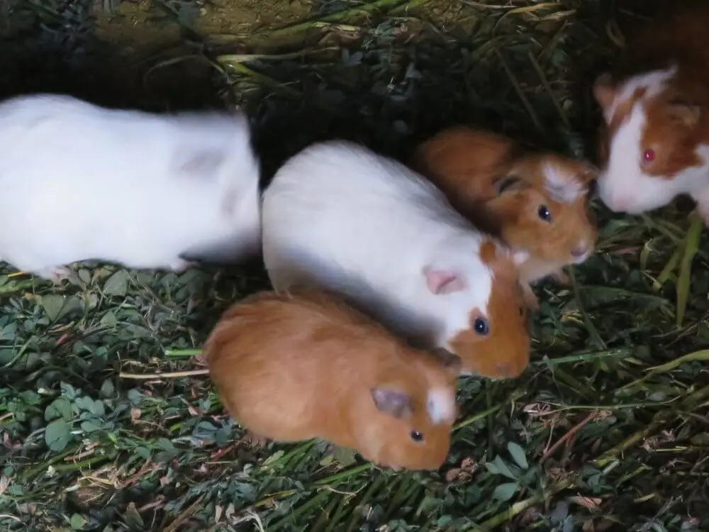農家で飼育されている、食用モルモットたち。