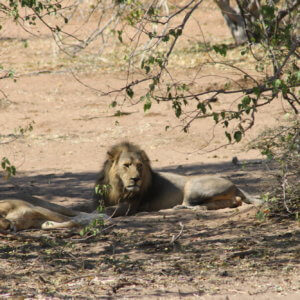 チョベ国立公園|ライオン|南部アフリカ旅行@ブループラネットツアー