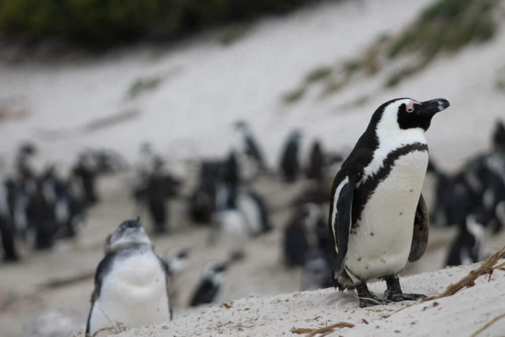 南アフリカ｜ボルダーズビーチ｜ケープペンギン｜南部アフリカ旅行＠ブループラネットツアー