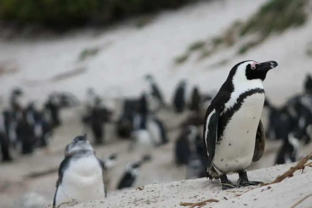ボルダーズビーチで砂浜に立つケープペンギン
