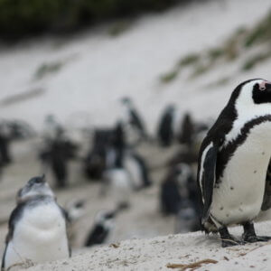 南アフリカ｜ボルダーズビーチ｜ケープペンギン｜南部アフリカ旅行＠ブループラネットツアー