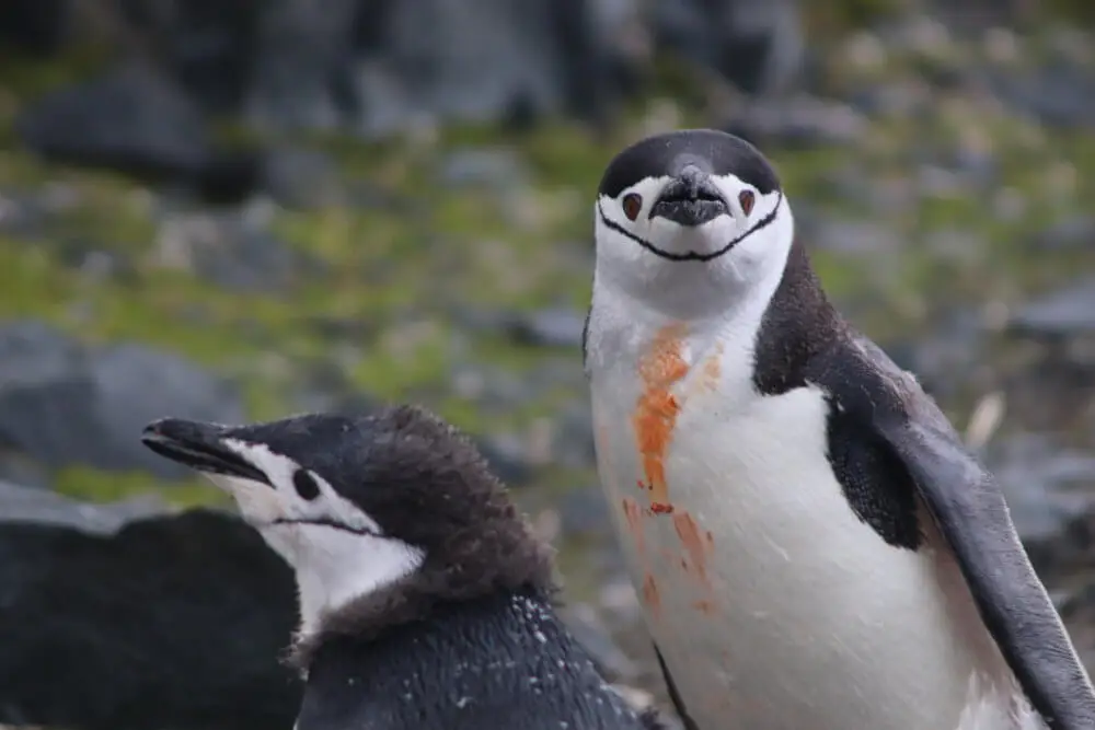 赤い染みが胸にあるヒゲペンギンと隣に立つ幼鳥