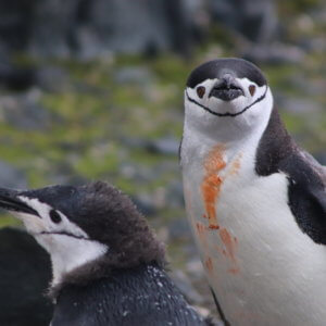 南極クルーズ船｜南極・南極上陸クルーズ旅行＠ブループラネットツアー