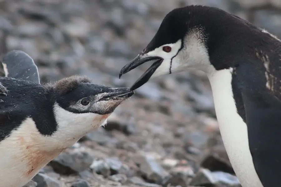 アゴヒゲペンギンの親鳥が雛に口を開けて語りかけている。