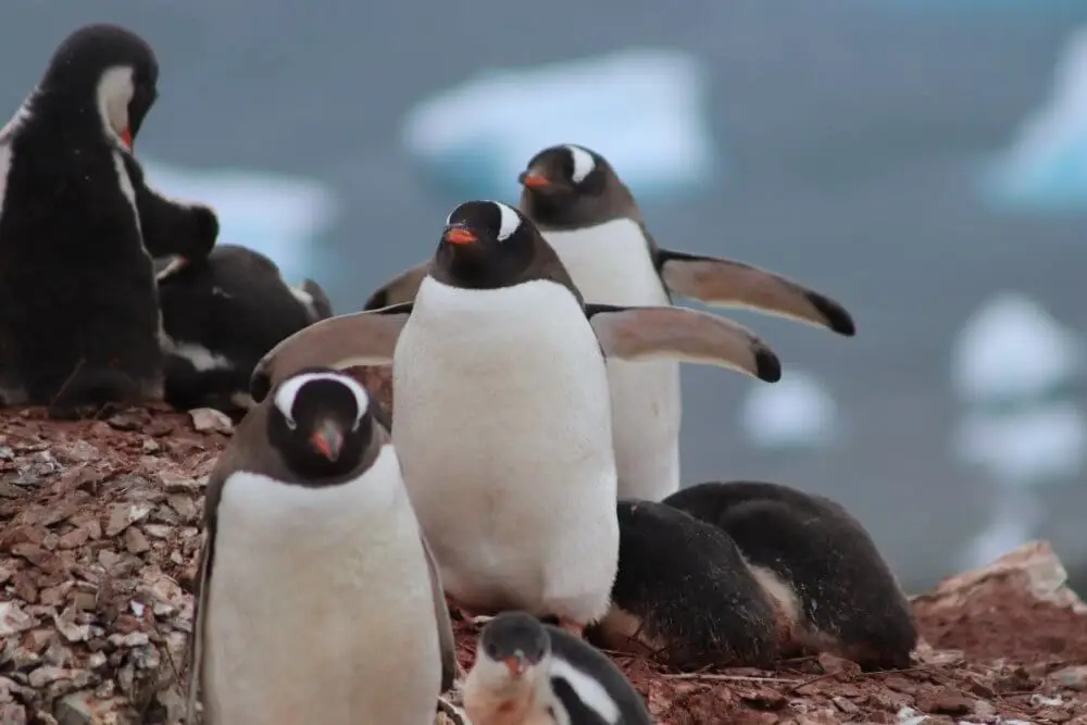 岩場で過ごすゼンツーペンギンの群れ、幼いヒナも見える。