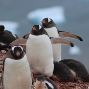 南極クルーズ船｜南極・南極上陸クルーズ旅行＠ブループラネットツアー