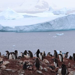 南極クルーズ船|南極・南極上陸クルーズ旅行@ブループラネットツアー