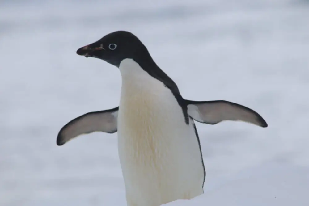 雪の上に立つアデリーペンギンが両翼を広げている。
