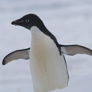 南極クルーズ船｜南極・南極上陸クルーズ旅行＠ブループラネットツアー