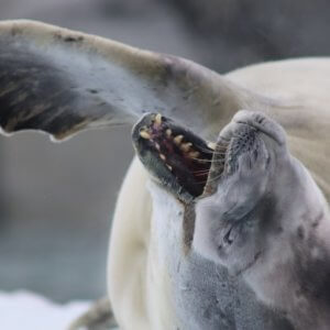 南極クルーズ船｜南極・南極上陸クルーズ旅行＠ブループラネットツアー