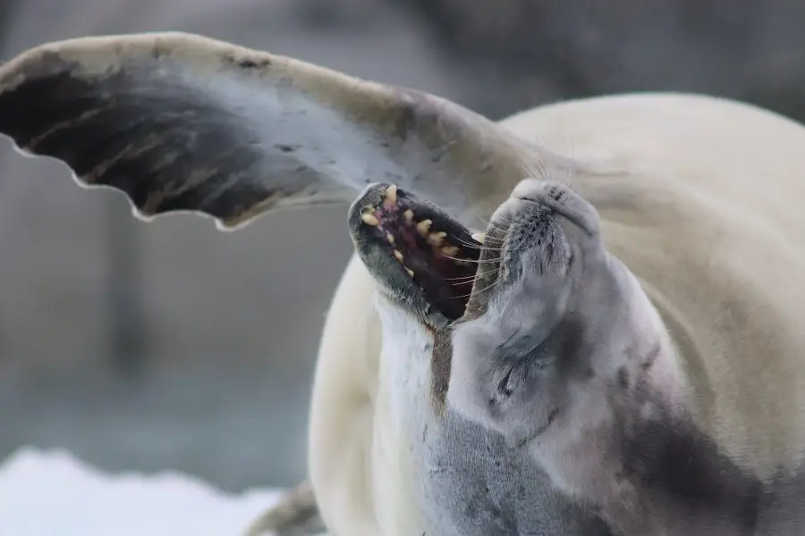 南極の氷上で大きく口を開けているカニクイアザラシ