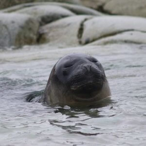 南極クルーズ船｜南極・南極上陸クルーズ旅行＠ブループラネットツアー