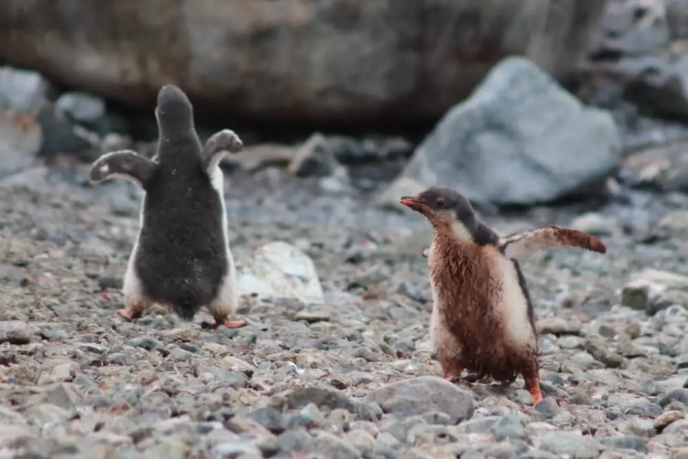 ゼンツーペンギンの雛が親鳥を追いかける様子。岩場の地面に立つ。