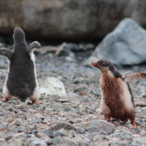 南極クルーズ船｜南極・南極上陸クルーズ旅行＠ブループラネットツアー
