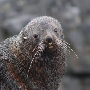 南極クルーズ船｜南極・南極上陸クルーズ旅行＠ブループラネットツアー
