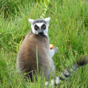 ワオキツネザル|マダガスカル旅行@ブループラネットツアー