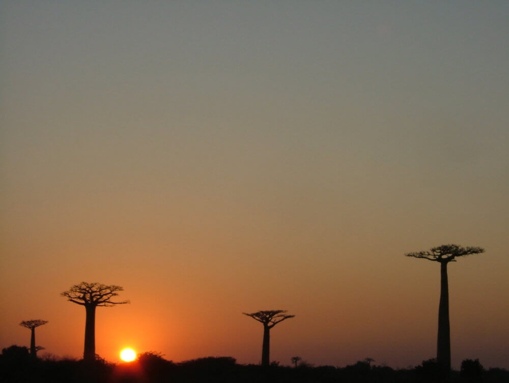 バオバブ｜マダガスカル旅行＠ブループラネットツアー