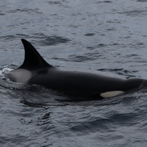 南極クルーズ船｜南極・南極上陸クルーズ旅行＠ブループラネットツアー