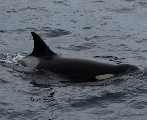 南極の海面を泳ぐシャチの黒い背びれと白い模様。