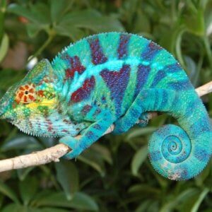 カメレオン｜マダガスカル旅行＠ブループラネットツアー