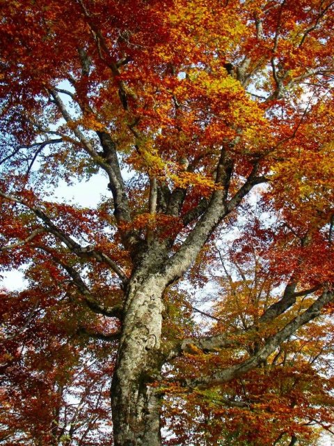 白神山地 紅葉のブナ林