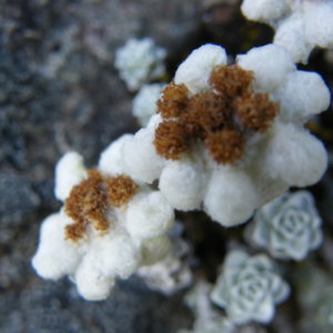 ニュージーランド旅行@ブループラネットツアー